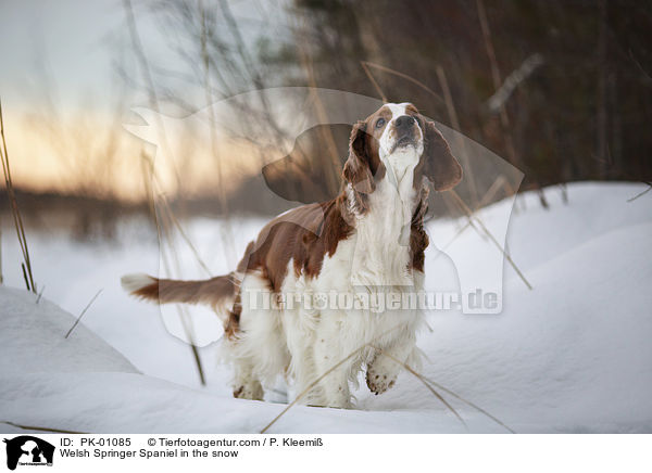 Welsh Springer Spaniel im Schnee / Welsh Springer Spaniel in the snow / PK-01085