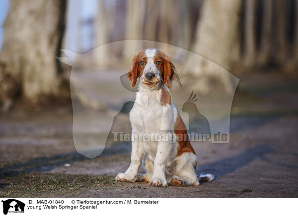 young Welsh Springer Spaniel / MAB-01840