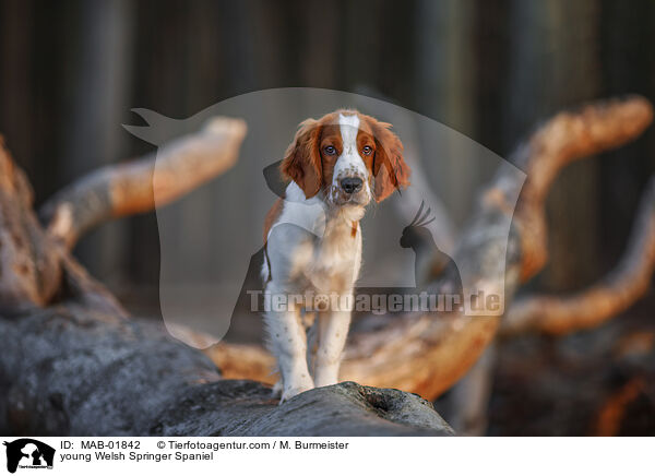 young Welsh Springer Spaniel / MAB-01842