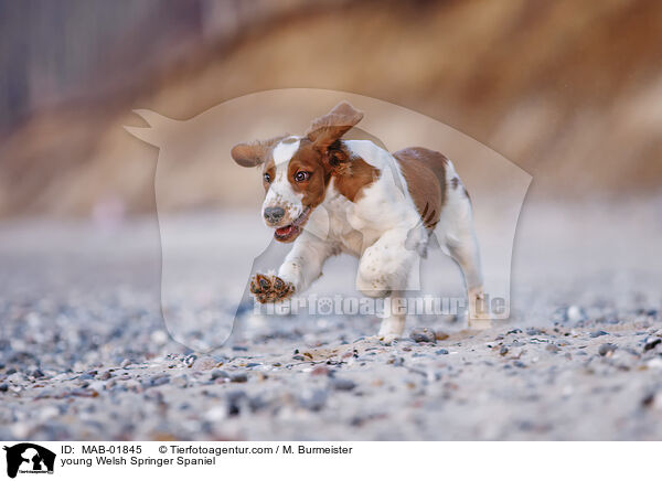 young Welsh Springer Spaniel / MAB-01845