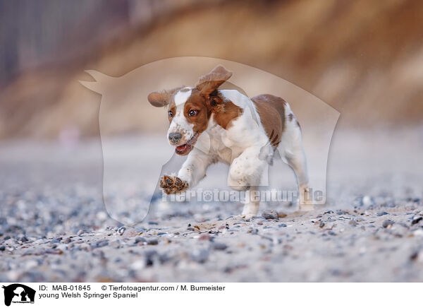 junger Welsh Springer Spaniel / young Welsh Springer Spaniel / MAB-01845