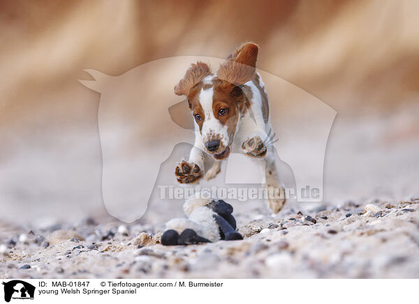 young Welsh Springer Spaniel / MAB-01847