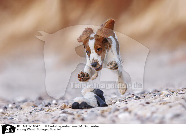 junger Welsh Springer Spaniel / young Welsh Springer Spaniel / MAB-01847