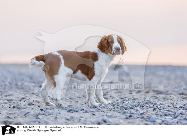 young Welsh Springer Spaniel / MAB-01851