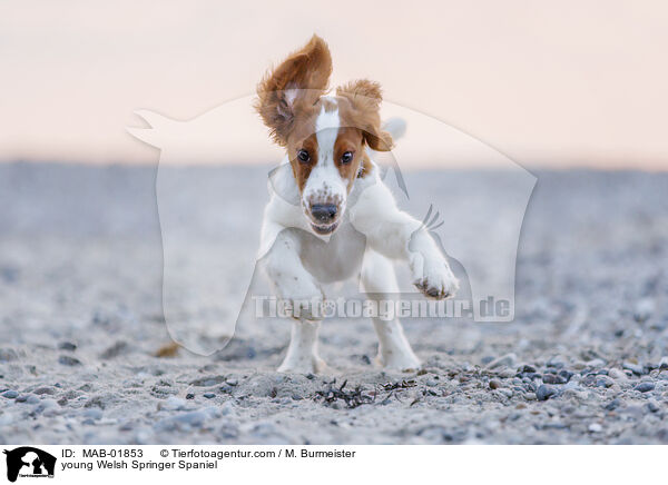 young Welsh Springer Spaniel / MAB-01853