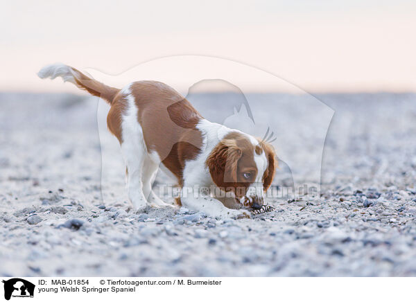young Welsh Springer Spaniel / MAB-01854