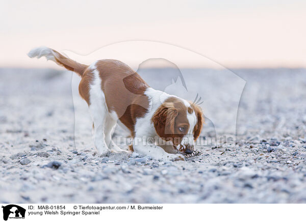 junger Welsh Springer Spaniel / young Welsh Springer Spaniel / MAB-01854