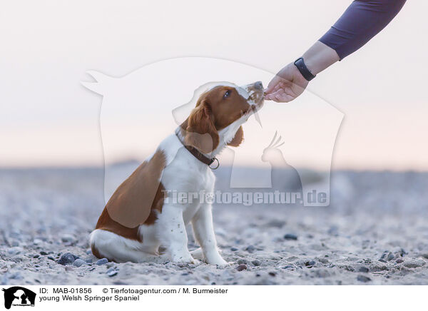 junger Welsh Springer Spaniel / young Welsh Springer Spaniel / MAB-01856