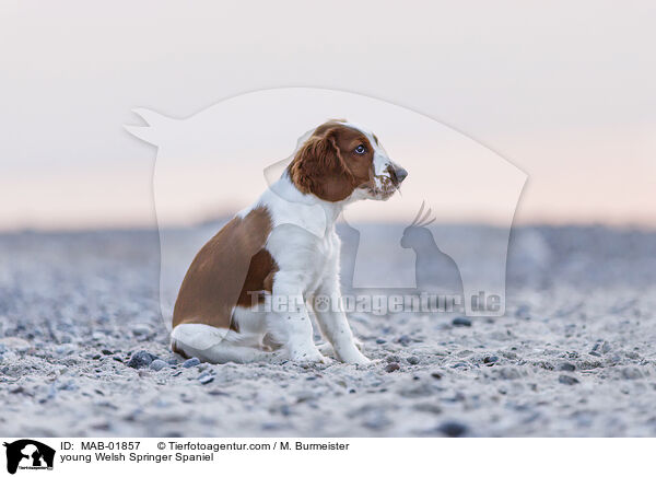junger Welsh Springer Spaniel / young Welsh Springer Spaniel / MAB-01857