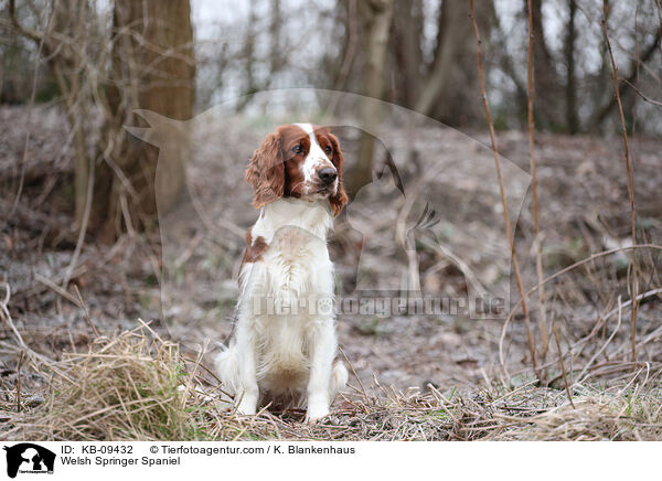 Welsh Springer Spaniel / KB-09432