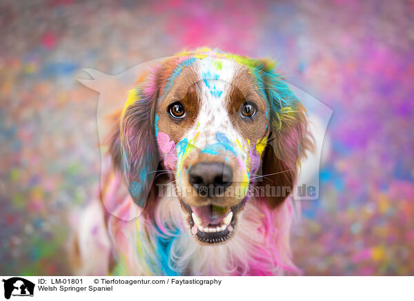 Welsh Springer Spaniel / Welsh Springer Spaniel / LM-01801