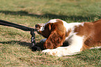 Welsh Springer Spaniel puppy