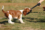 Welsh Springer Spaniel puppy