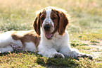 young Welsh Springer Spaniel