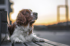 lying Welsh Springer Spaniel