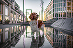 Welsh Springer Spaniel