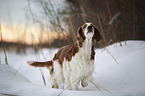 Welsh Springer Spaniel in the snow