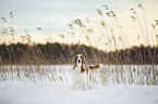 Welsh Springer Spaniel in the snow