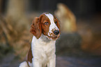 young Welsh Springer Spaniel