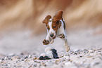 young Welsh Springer Spaniel