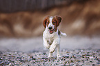 young Welsh Springer Spaniel