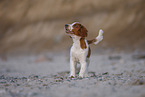 young Welsh Springer Spaniel