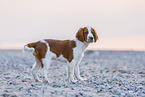 young Welsh Springer Spaniel