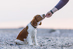 young Welsh Springer Spaniel