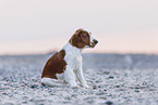 young Welsh Springer Spaniel