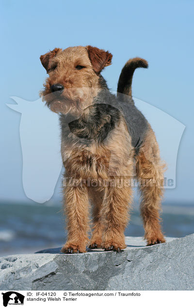 standing Welsh Terrier / IF-04120