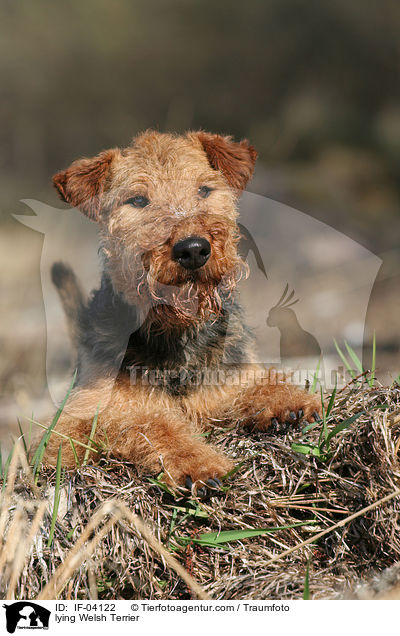 lying Welsh Terrier / IF-04122