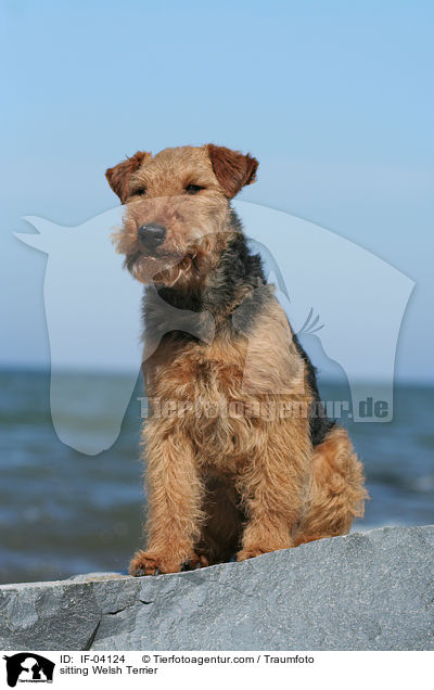 sitting Welsh Terrier / IF-04124