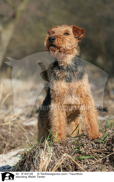 standing Welsh Terrier / IF-04126