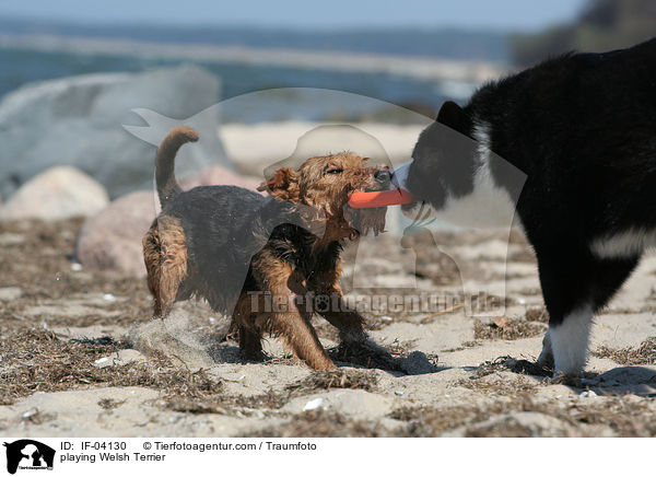 spielender Welsh Terrier / playing Welsh Terrier / IF-04130