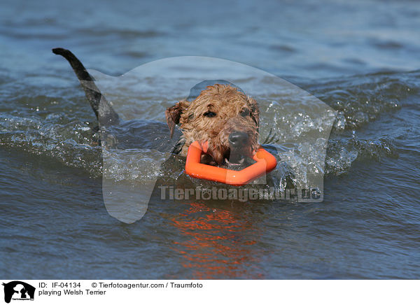 playing Welsh Terrier / IF-04134