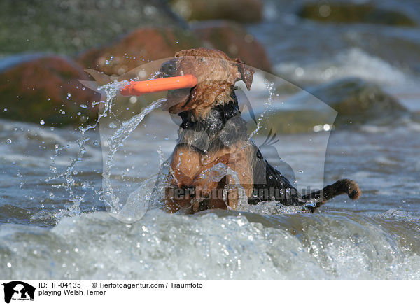spielender Welsh Terrier / playing Welsh Terrier / IF-04135
