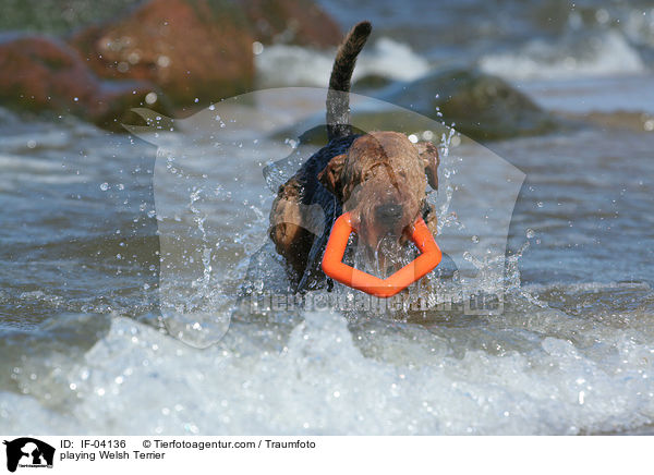 spielender Welsh Terrier / playing Welsh Terrier / IF-04136