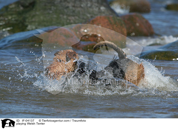 spielender Welsh Terrier / playing Welsh Terrier / IF-04137