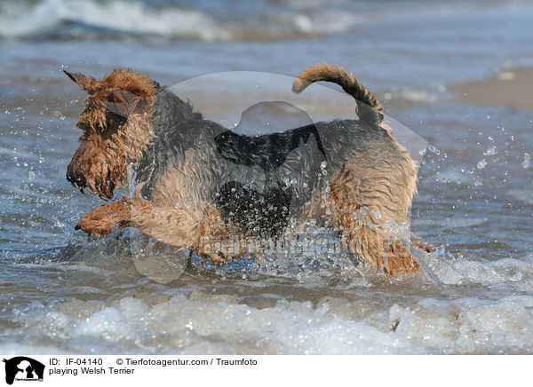 playing Welsh Terrier / IF-04140