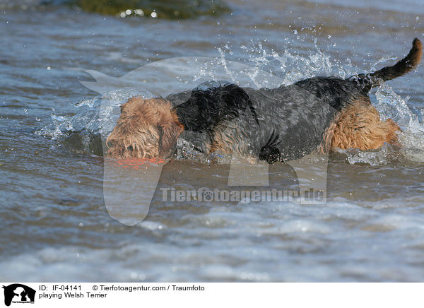 playing Welsh Terrier / IF-04141