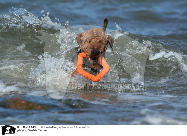 spielender Welsh Terrier / playing Welsh Terrier / IF-04143