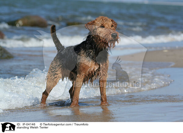 standing Welsh Terrier / IF-04146