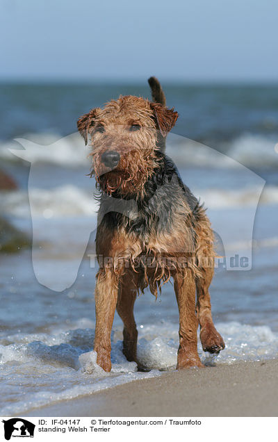 standing Welsh Terrier / IF-04147