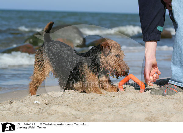 spielender Welsh Terrier / playing Welsh Terrier / IF-04149