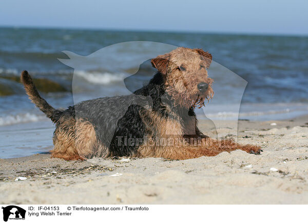 liegender Welsh Terrier / lying Welsh Terrier / IF-04153