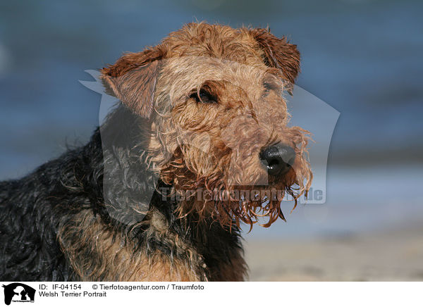 Welsh Terrier Portrait / IF-04154