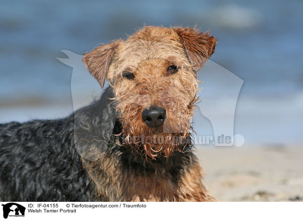 Welsh Terrier Portrait / Welsh Terrier Portrait / IF-04155
