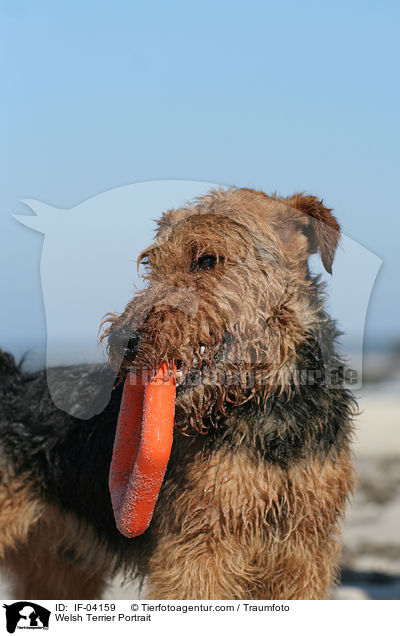 Welsh Terrier Portrait / IF-04159