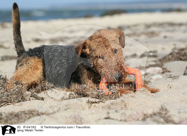 liegender Welsh Terrier / lying Welsh Terrier / IF-04162