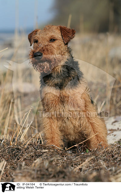 sitzender Welsh Terrier / sitting Welsh Terrier / IF-04164
